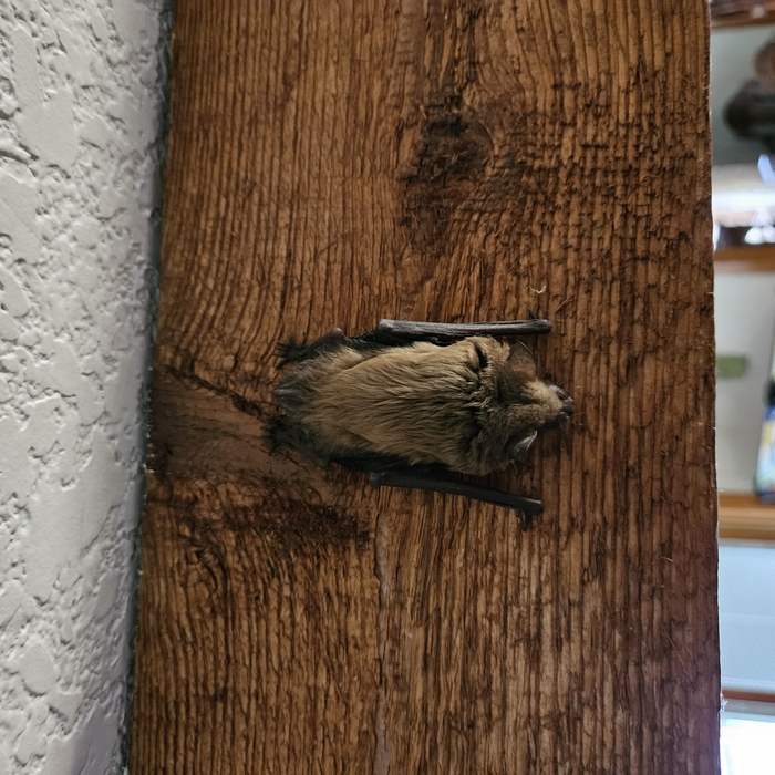 Bat