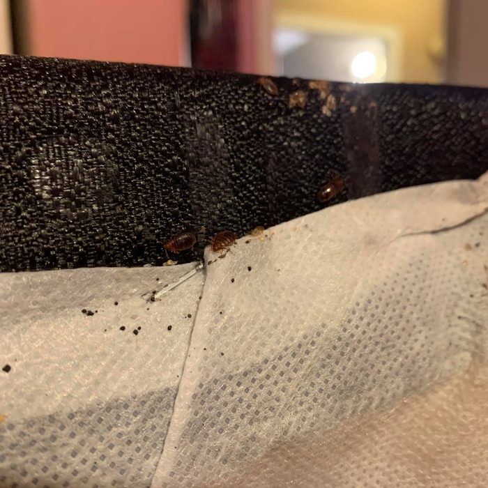 Bedbugs