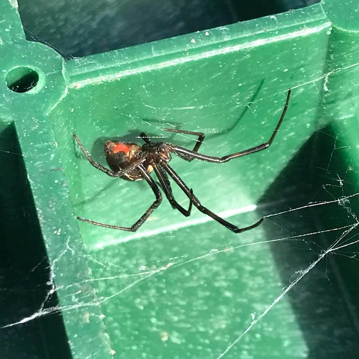 Black Widow