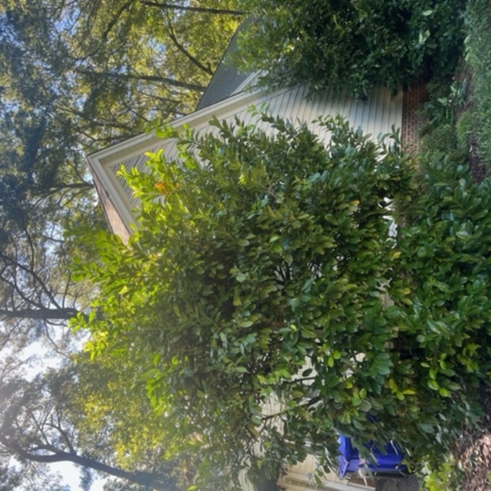 Bush Trim Before 2