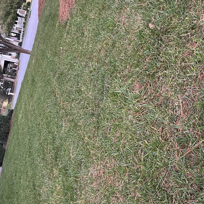 Lawn Mowing and Care