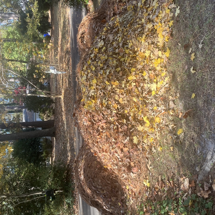 Leaf Raking