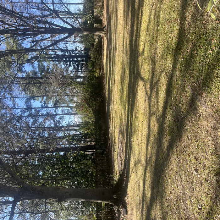 Leaf Removal After