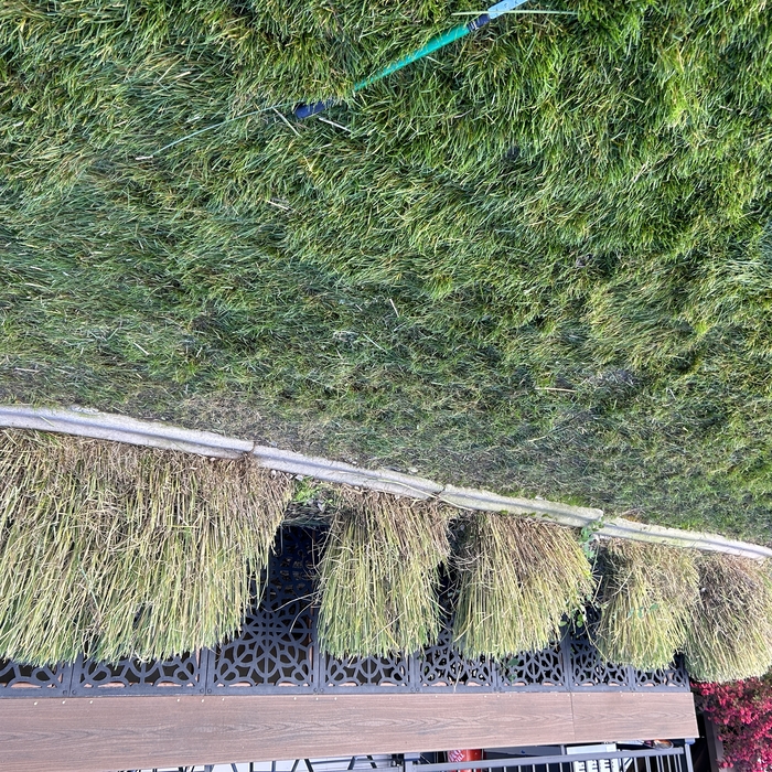 Several bushes trimmed