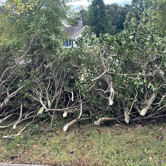 trimming tree and brush removal