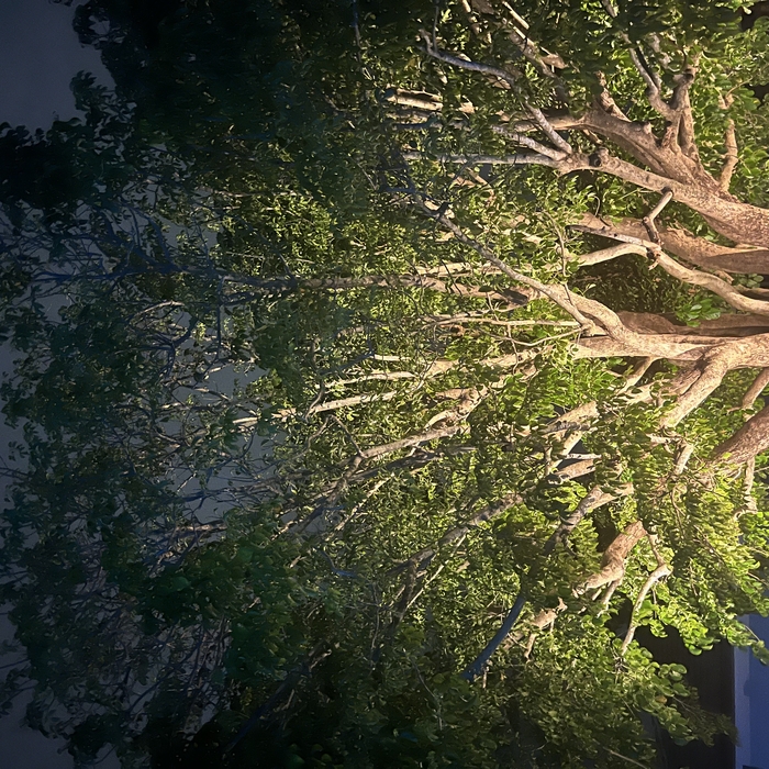 Stunning Tree Brought to Life After Dark