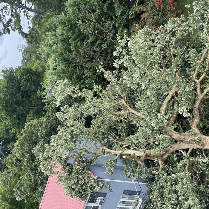 Storm Clean up