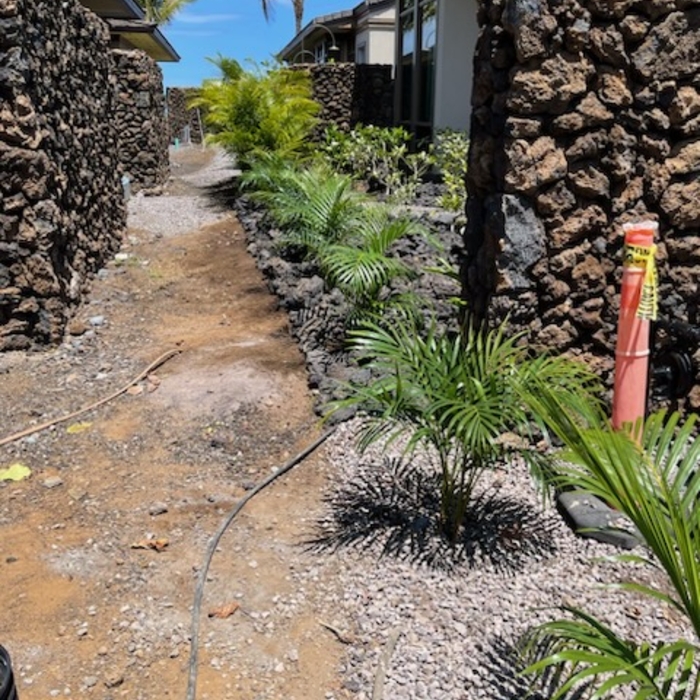 Areca Palm Install