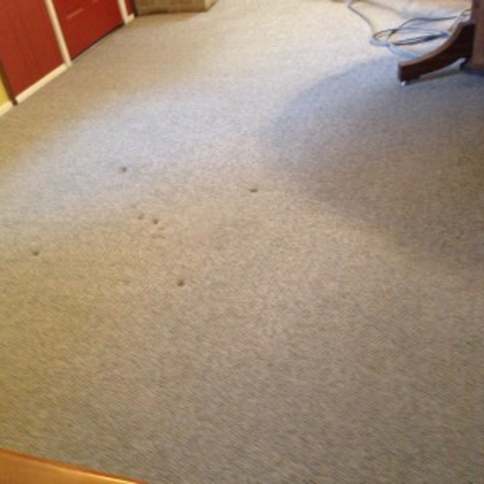 After photos of the pet stain removal