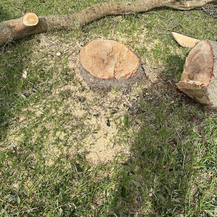 Tree Down