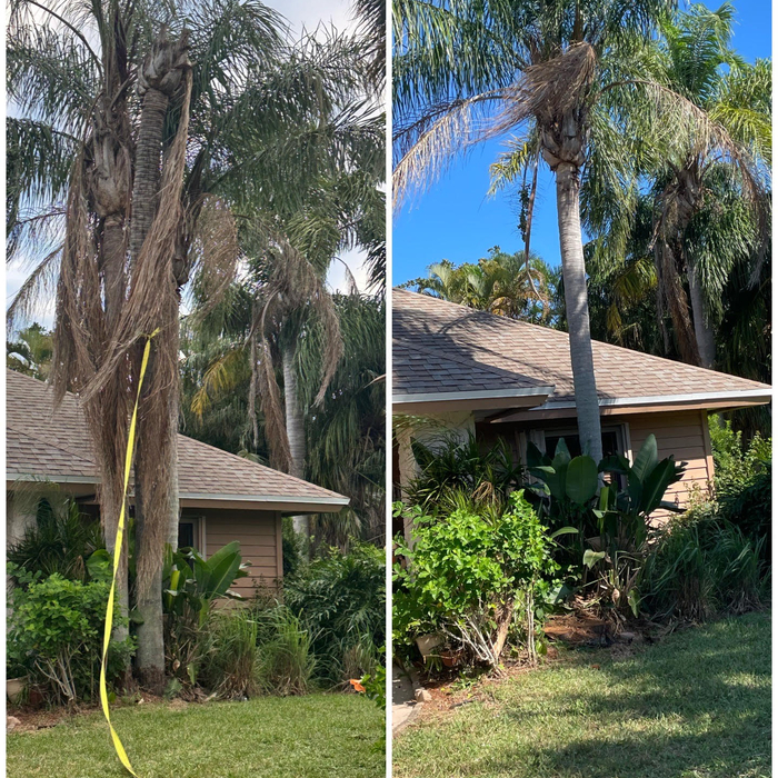 palm removal