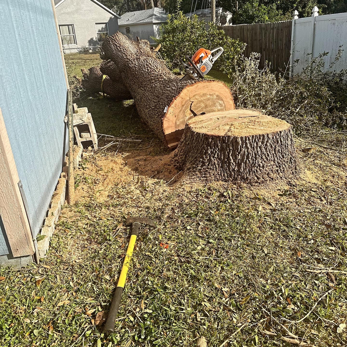 oak being removed