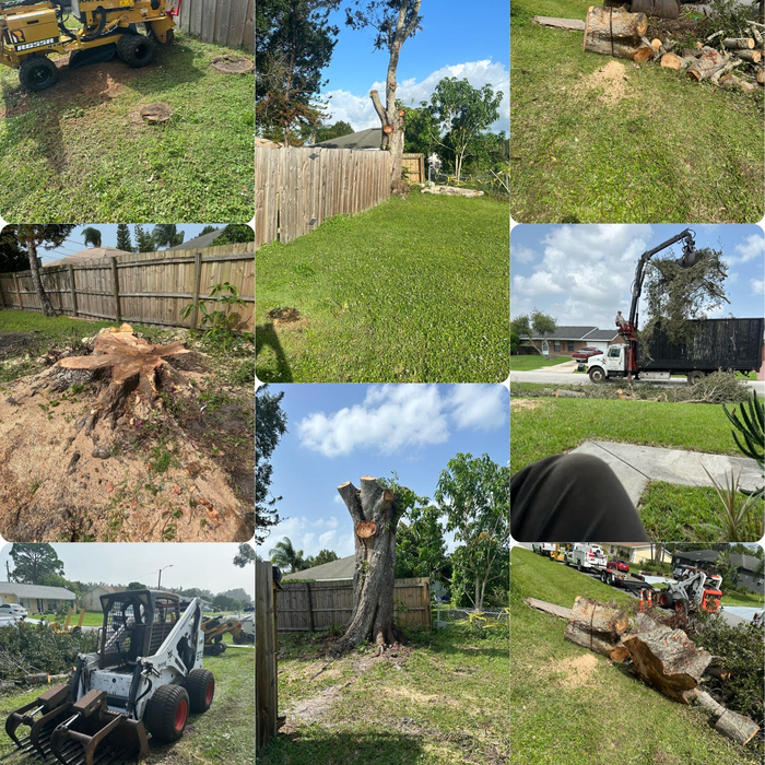oak removal