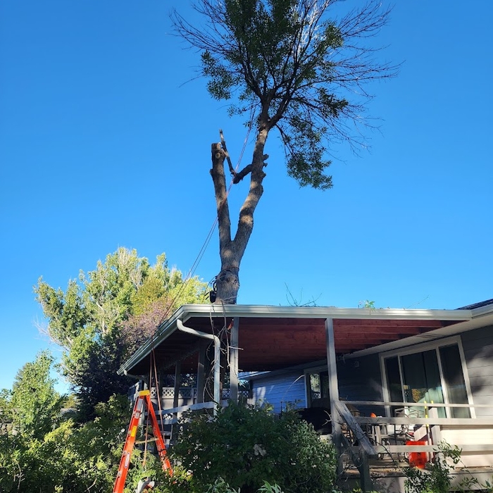 Tree Through roof