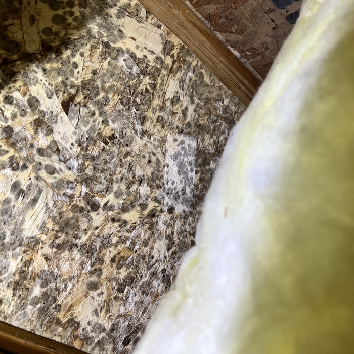 Crawl Space Mold
