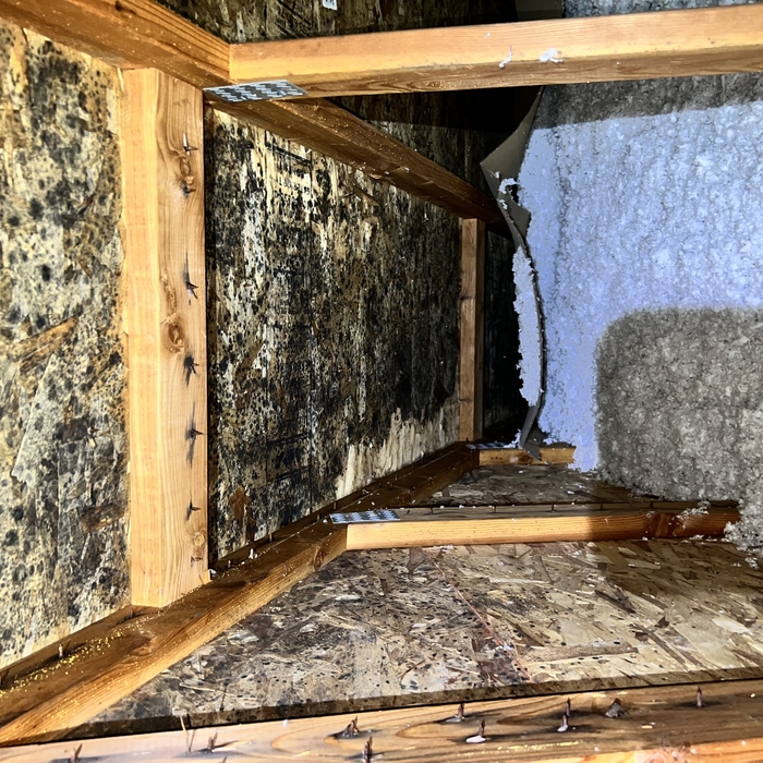 Black Mold In Attic