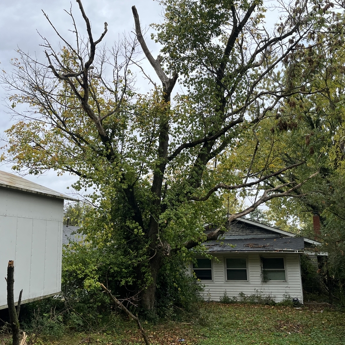 Hackberry Tree with English Ivy