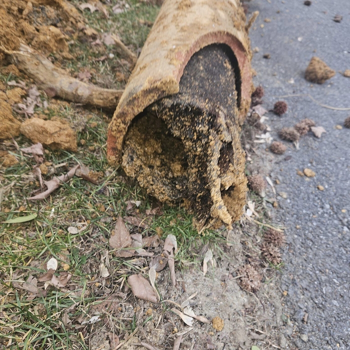 Heavy tree roots