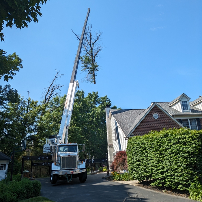 Tree removal