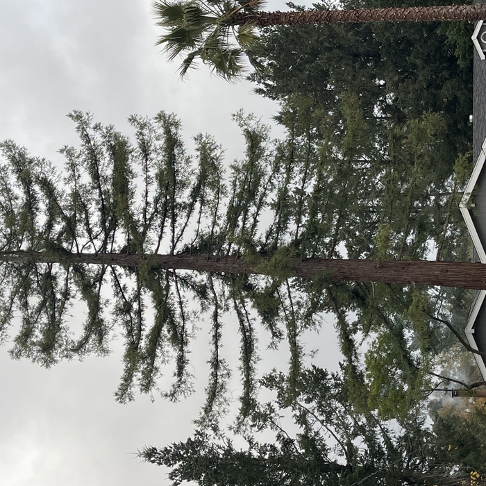 Trimmed redwood