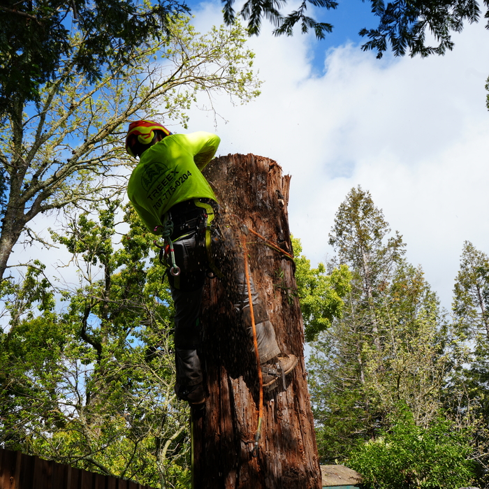 Removing large redwood