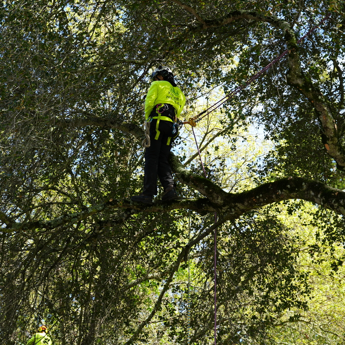 Reducing wight on tree over house