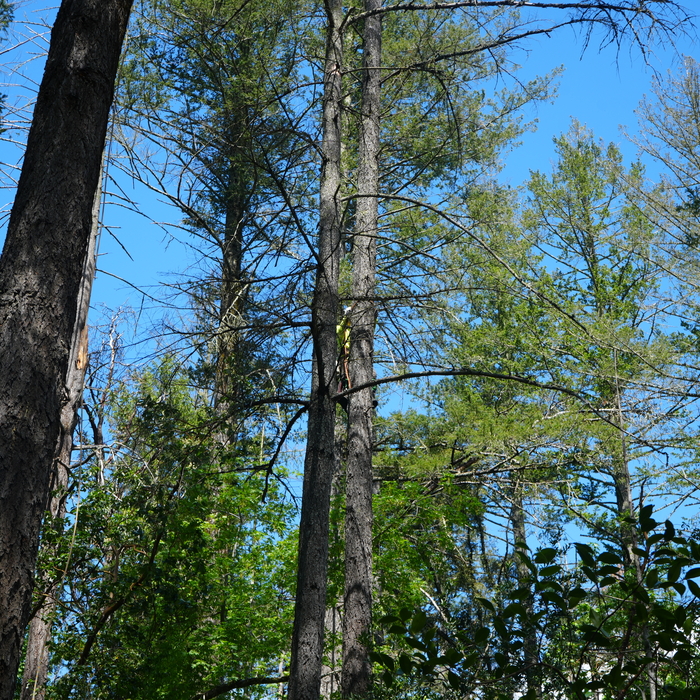 Large pines getting ready to remove