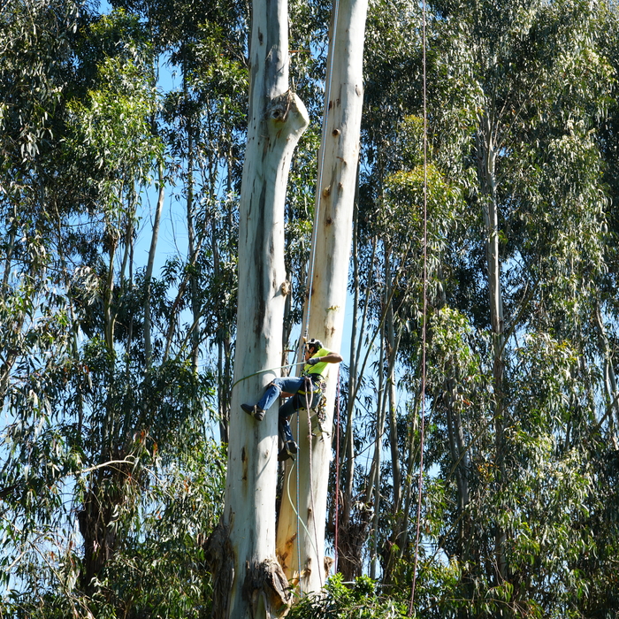 Eucalyptus tree