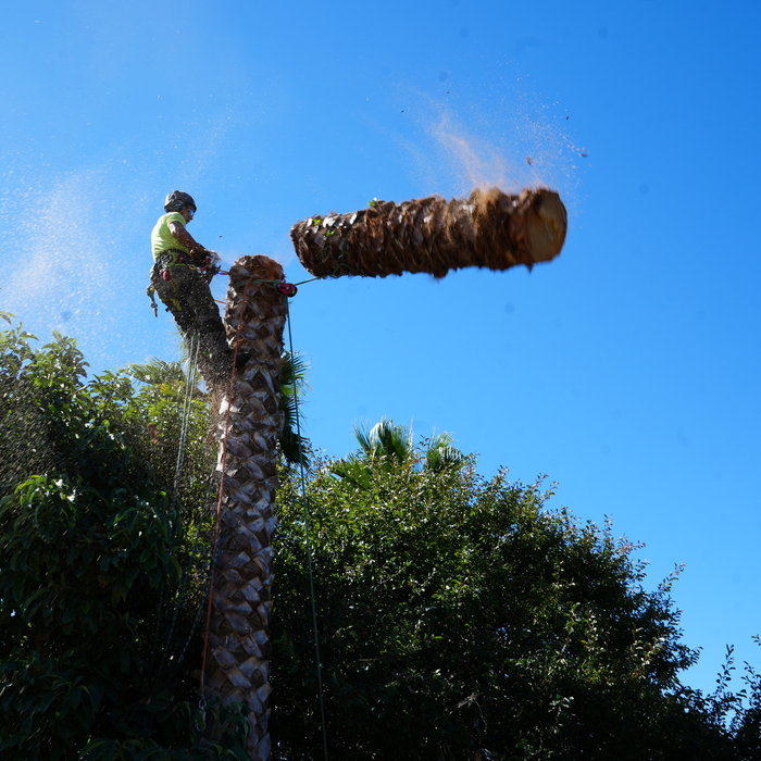Removing palm tree