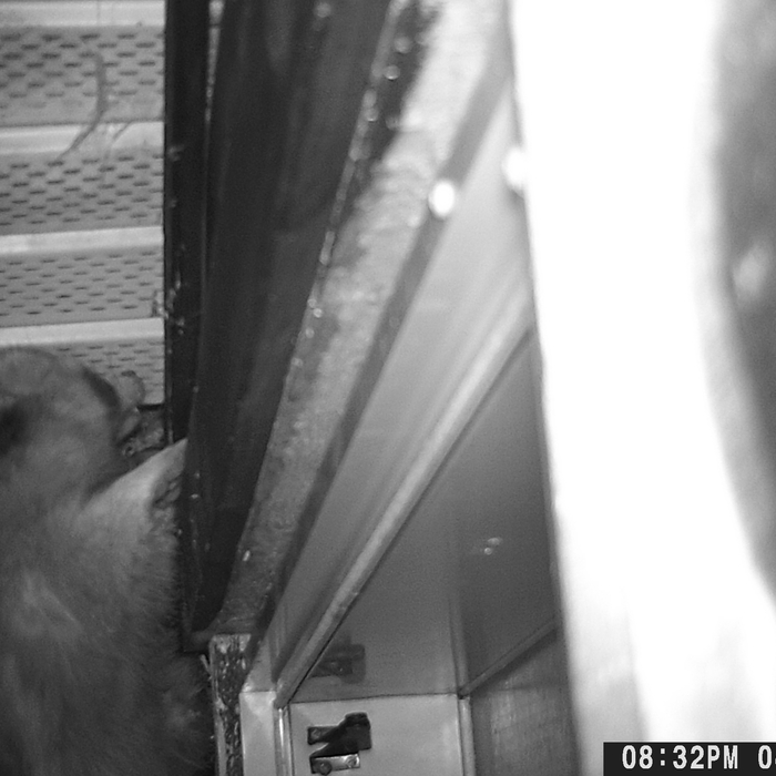 Finding the raccoons entering point
