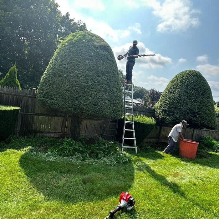 trim