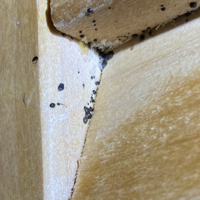 More bedbugs