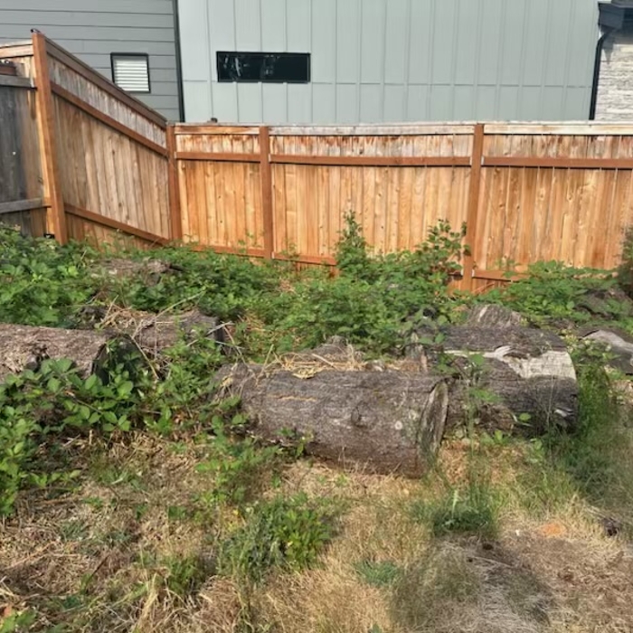 Large Tree Trunks (Before)