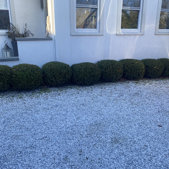 Pruning