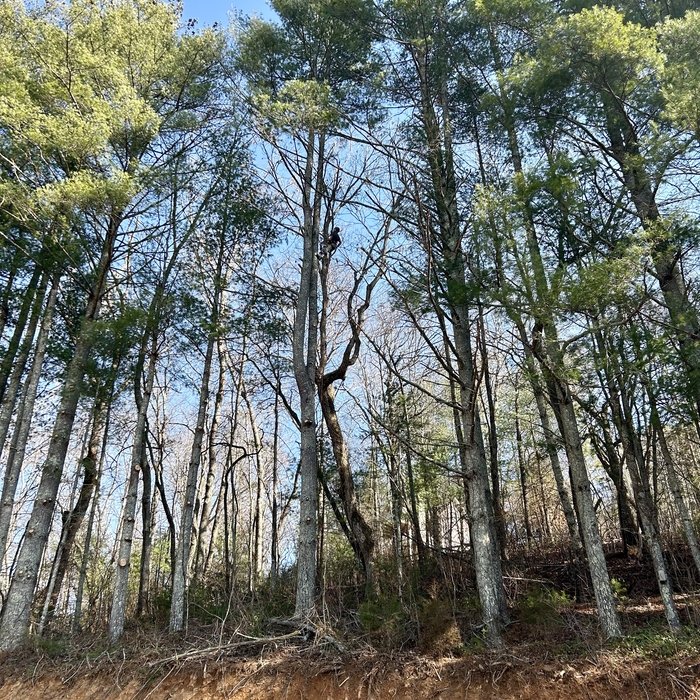 Tall Pine Tree Trimming