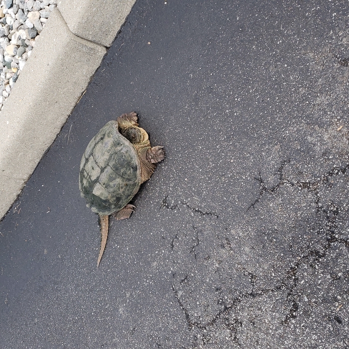 snapper
