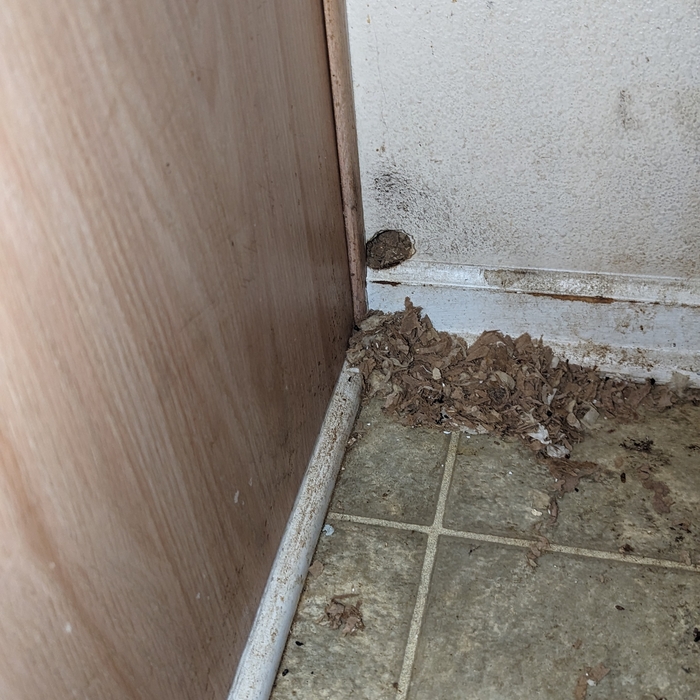 mice