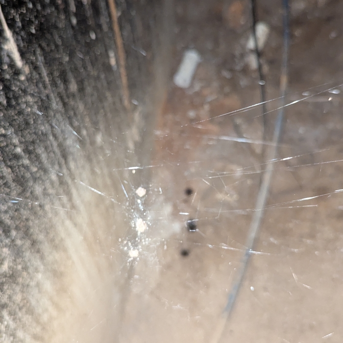 common house spider
