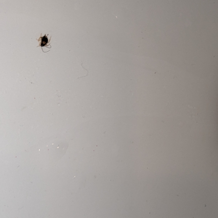 roach