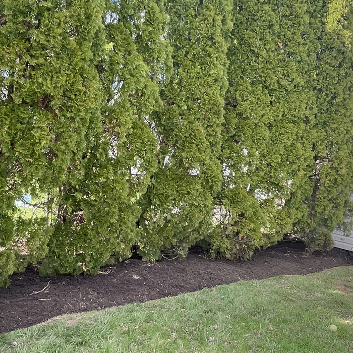 Backyard bed