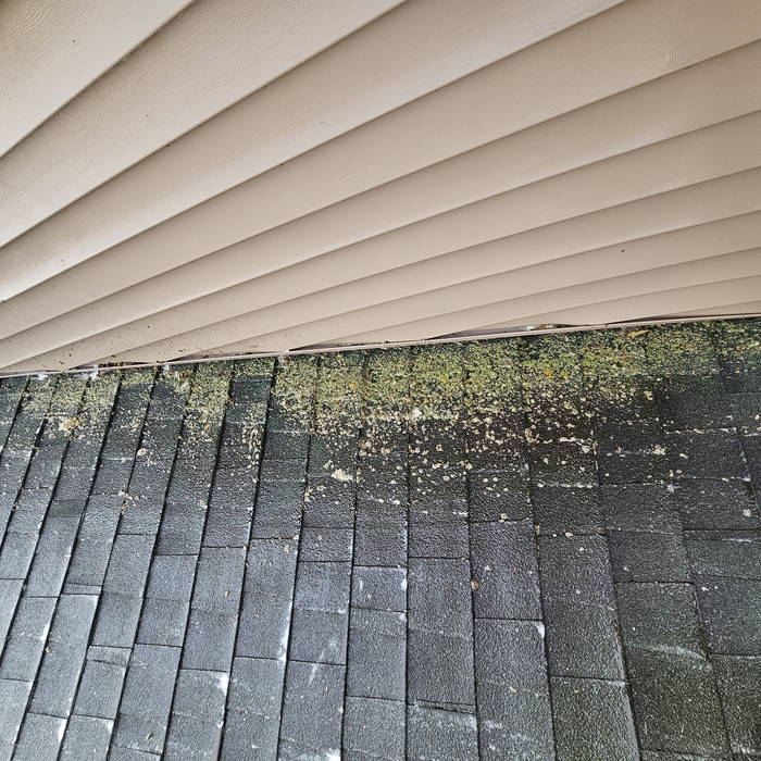 Mold/moss removal