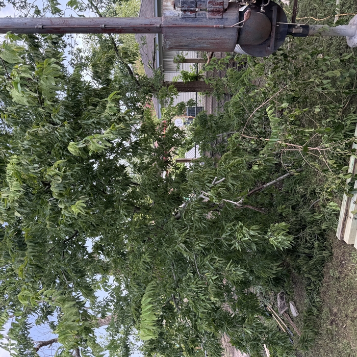 downed tree