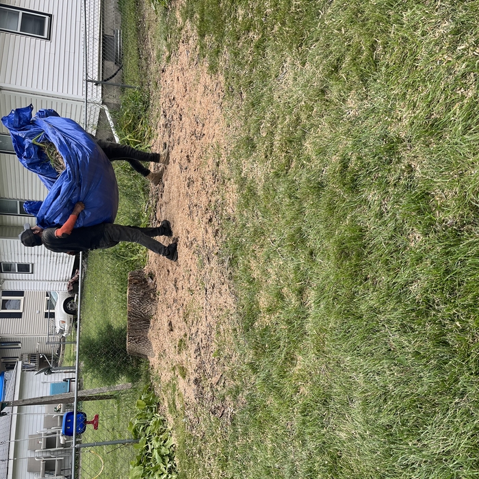 Tree Removal