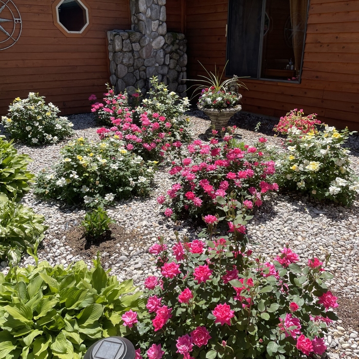 Flower Bed Point Source