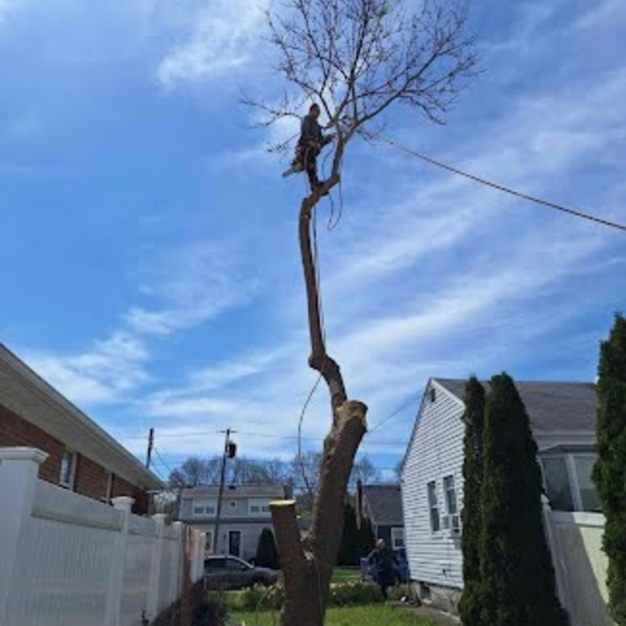 TREE REMOVAL