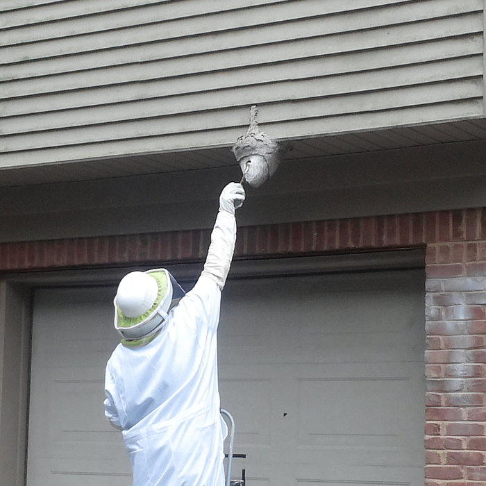 Hornet Nest