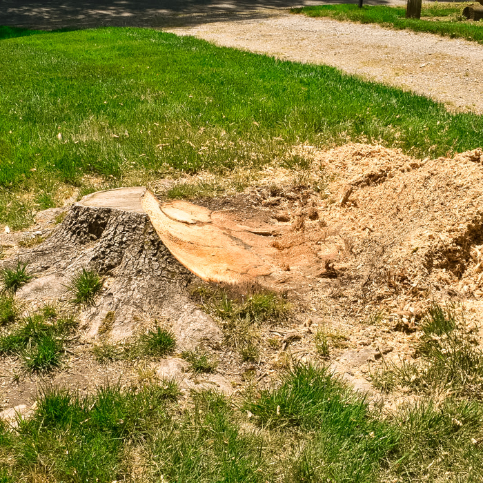 During Photo of the Stump
