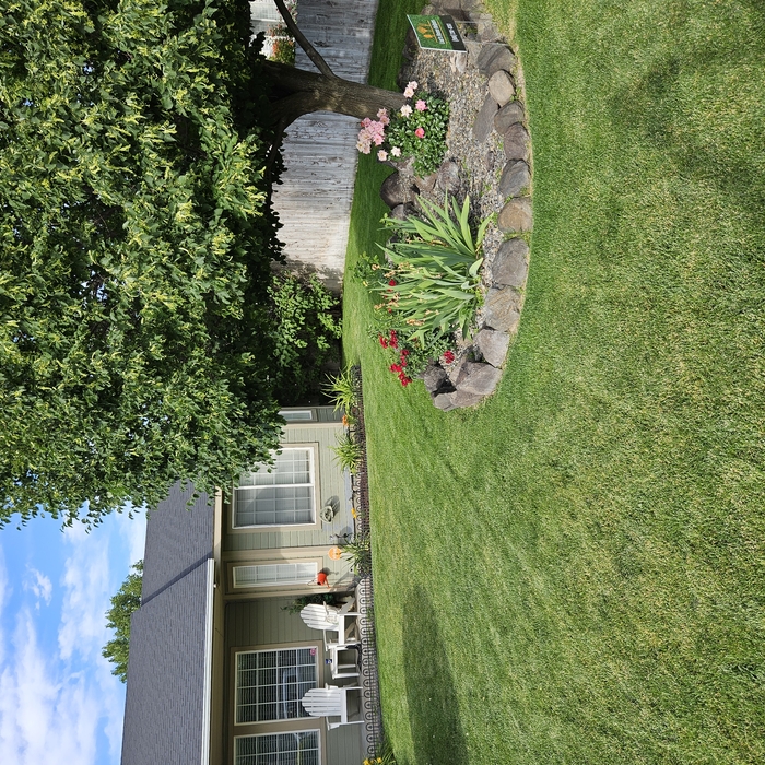 Lawn Mowing