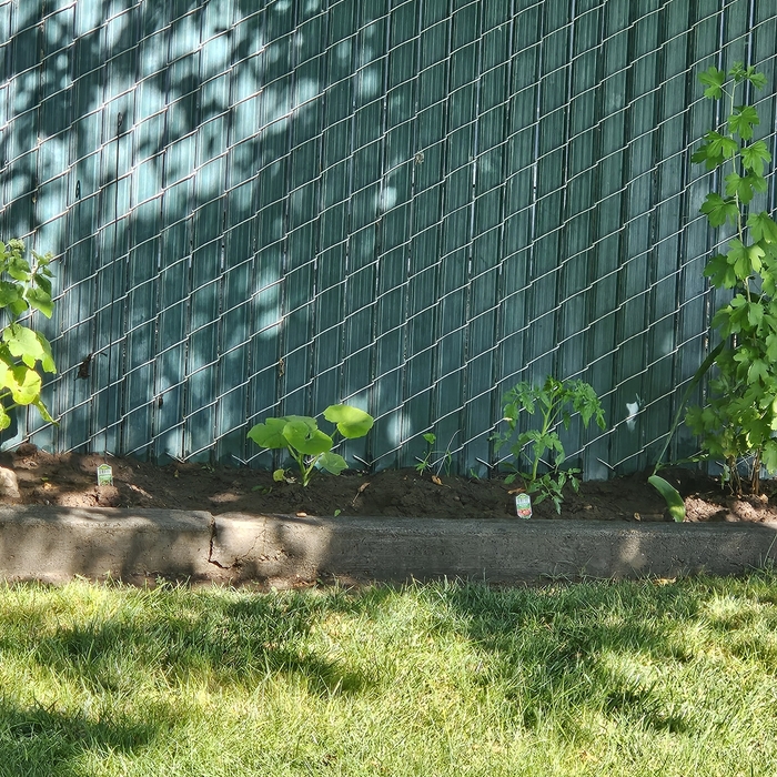 Vegetable Planting