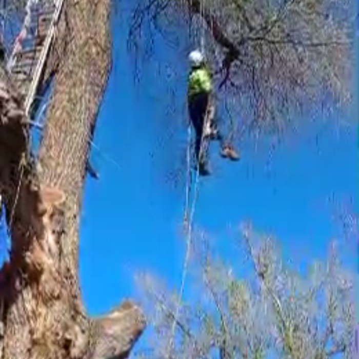 Tree cut